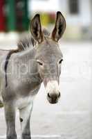 Portrait of a young african donkey