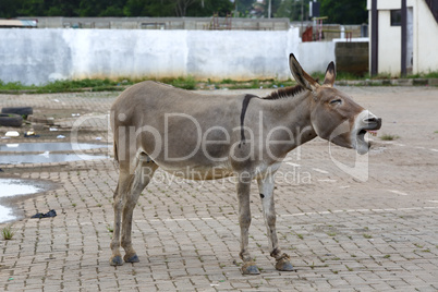 Portrait of a tired african donkey