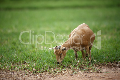 Portrait of a african goat