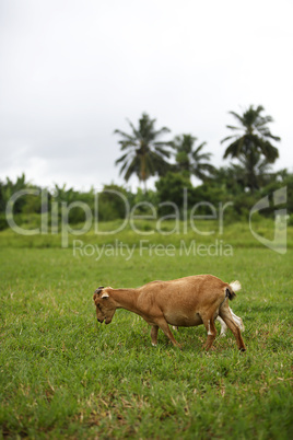 Portrait of a african goat