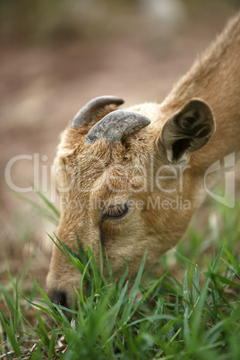 Portrait of a african goat