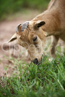 Portrait of a african goat