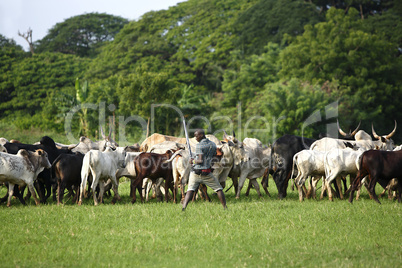 Afrikan cattle between green palms