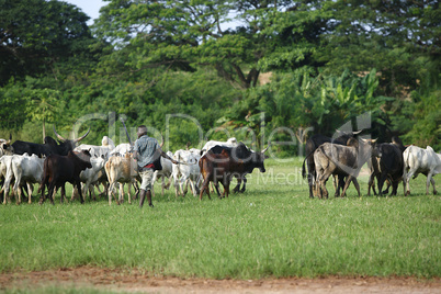 Afrikan cattle between green palms