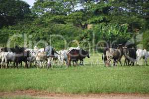 Afrikan cattle between green palms
