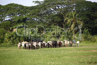 Afrikan cattle between green palms