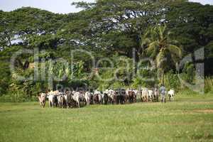 Afrikan cattle between green palms