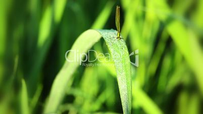 Dew on the Grass and Dragonfly. Macro