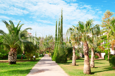 beautiful avenue with palm trees and cypresses
