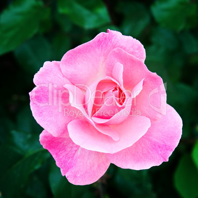 gorgeous rose bud