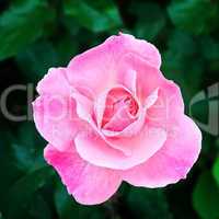 gorgeous rose bud