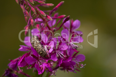 False eyes caterpillars living on Fireweed