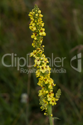 Yellow wildflowers