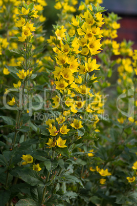 Lysimachia vulgaris