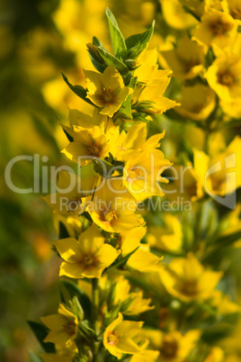 Close up Lysimachia vulgaris