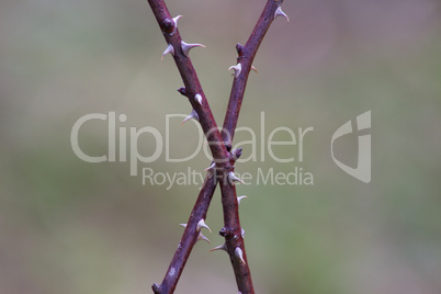 The spikes on the branch of a rose