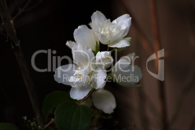 White flowers Philadelphus