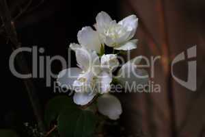 White flowers Philadelphus