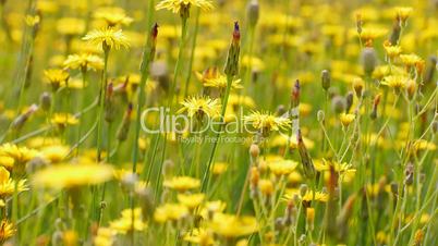 Gewöhnliches Ferkelkraut (Hypochaeris radicata)