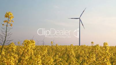 wind turbine - behind rape field - regenerative energy mix