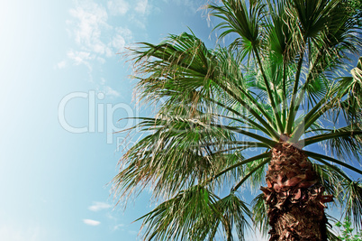 palm on background of blue sky