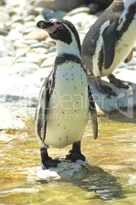 Pinguin am Stein