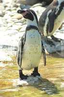 Pinguin am Stein