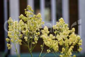 Yellow flowers on the background villas