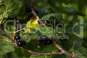 Black currant berries on the Bush