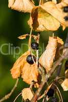 Overripe berries of a black currant
