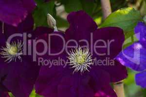 Flower of clematis