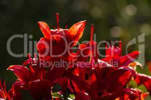 Flowers red garden Lily