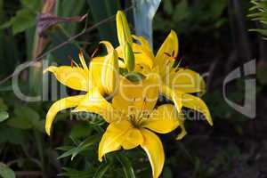 Large flower yellow daylilies