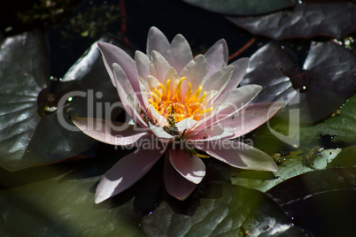flower water lilies