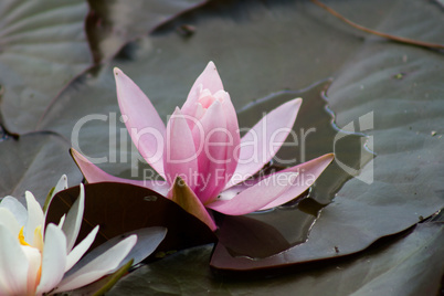 flower water lilies