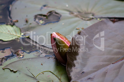 flower water lilies