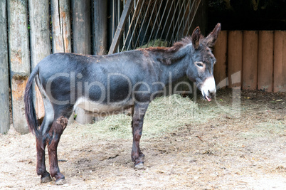 funny little donkey in the zoo