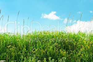 meadow and beautiful blue sky