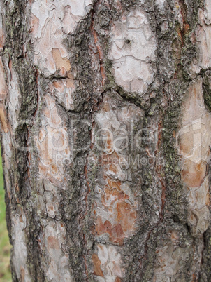 Tree bark