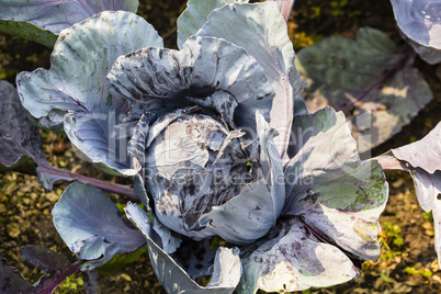 Rotkohl, Red Cabbage