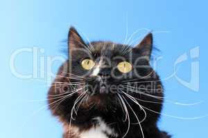 black cat with white tie