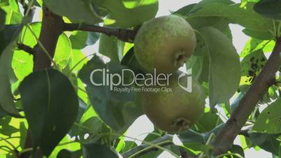 close up of green pears,unripe