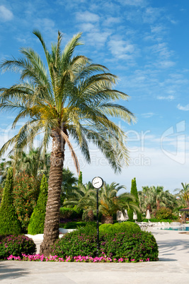 street clock and a palm tree in a beautiful park