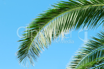 palm branch on background of blue sky