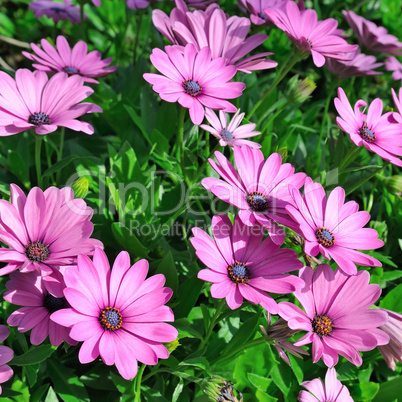 bright background of beautiful purple flowers and green grass