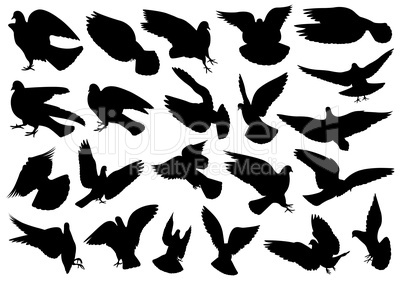 Set of different doves