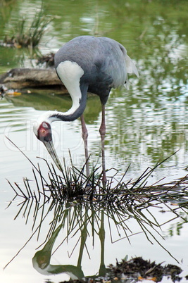 Sandhill crane