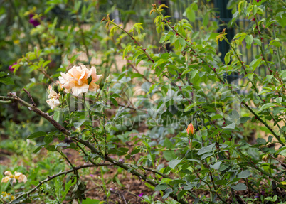 Rose on the bush