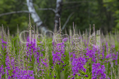 field of lupine