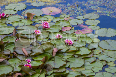 water lily on the lake water lily on the lake